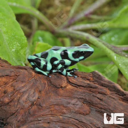 Adult Green And Black Auratus Dart Frogs (Dendrobates auratus) For Sale - Underground Reptiles