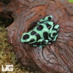 Adult Green And Black Auratus Dart Frogs (Dendrobates auratus) For Sale - Underground Reptiles