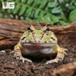Adult Green Fantasy Pacman Frogs (C. cornuta X C. cranwelli) for sale