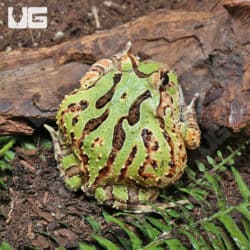 Adult Green Fantasy Pacman Frogs (C. cornuta X C. cranwelli) for sale