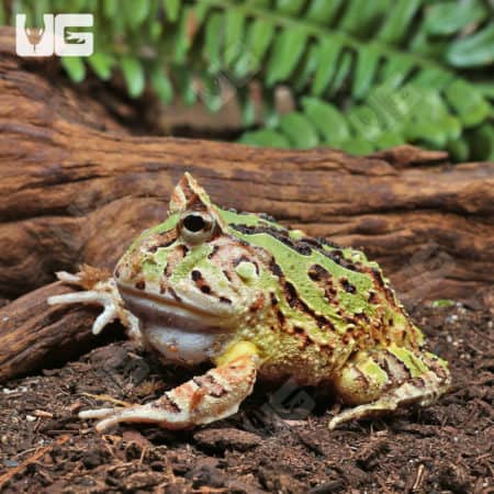 Adult Green Fantasy Pacman Frogs (C. cornuta X C. cranwelli) for sale