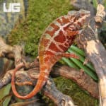 Adult Panther Chameleons (Furcifer pardalis) for sale