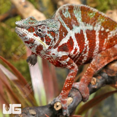 Adult Panther Chameleons (Furcifer pardalis) for sale