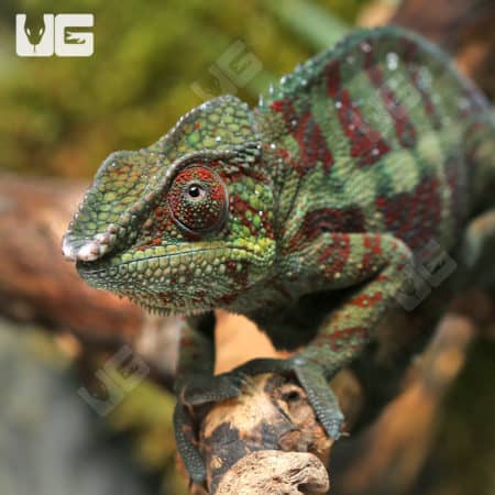 Adult Panther Chameleons (Furcifer pardalis) for sale