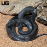African Black House Snakes (Lamprophis fuliginosus) For Sale - Underground Reptiles