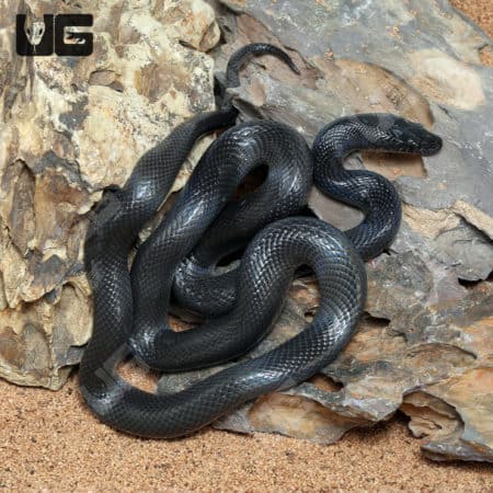 African Black House Snakes (Lamprophis fuliginosus) For Sale - Underground Reptiles
