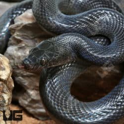 African Black House Snakes (Lamprophis fuliginosus) For Sale - Underground Reptiles