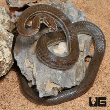 African Brown House Snakes (Lamprophis ) For Sale - Underground Reptiles