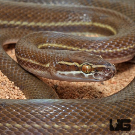 African Brown House Snakes (Lamprophis ) For Sale - Underground Reptiles