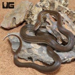 African Brown House Snakes (Lamprophis ) For Sale - Underground Reptiles