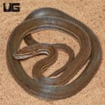 African Brown House Snakes (Lamprophis ) For Sale - Underground Reptiles