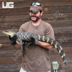 American Alligators (Alligator mississippiensis) for sale
