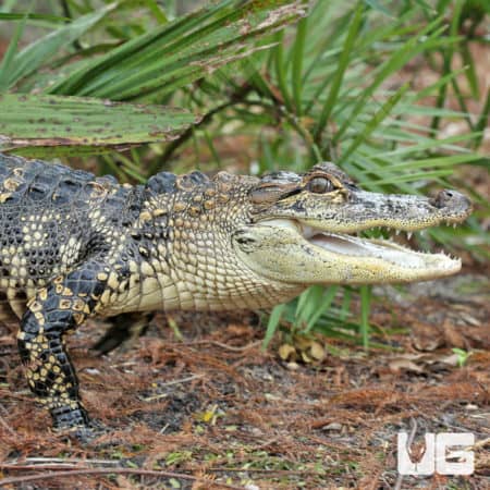 American Alligators (Alligator mississippiensis) for sale