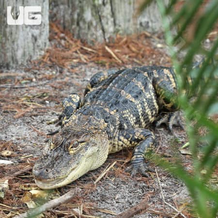 American Alligators (Alligator mississippiensis) for sale