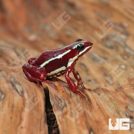 Anthony's Dart Frogs (Epipedobates anthonyi) For Sale - Underground Reptiles