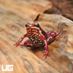 Anthony's Dart Frogs (Epipedobates anthonyi) For Sale - Underground Reptiles
