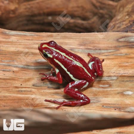 Anthony's Dart Frogs (Epipedobates anthonyi) For Sale - Underground Reptiles