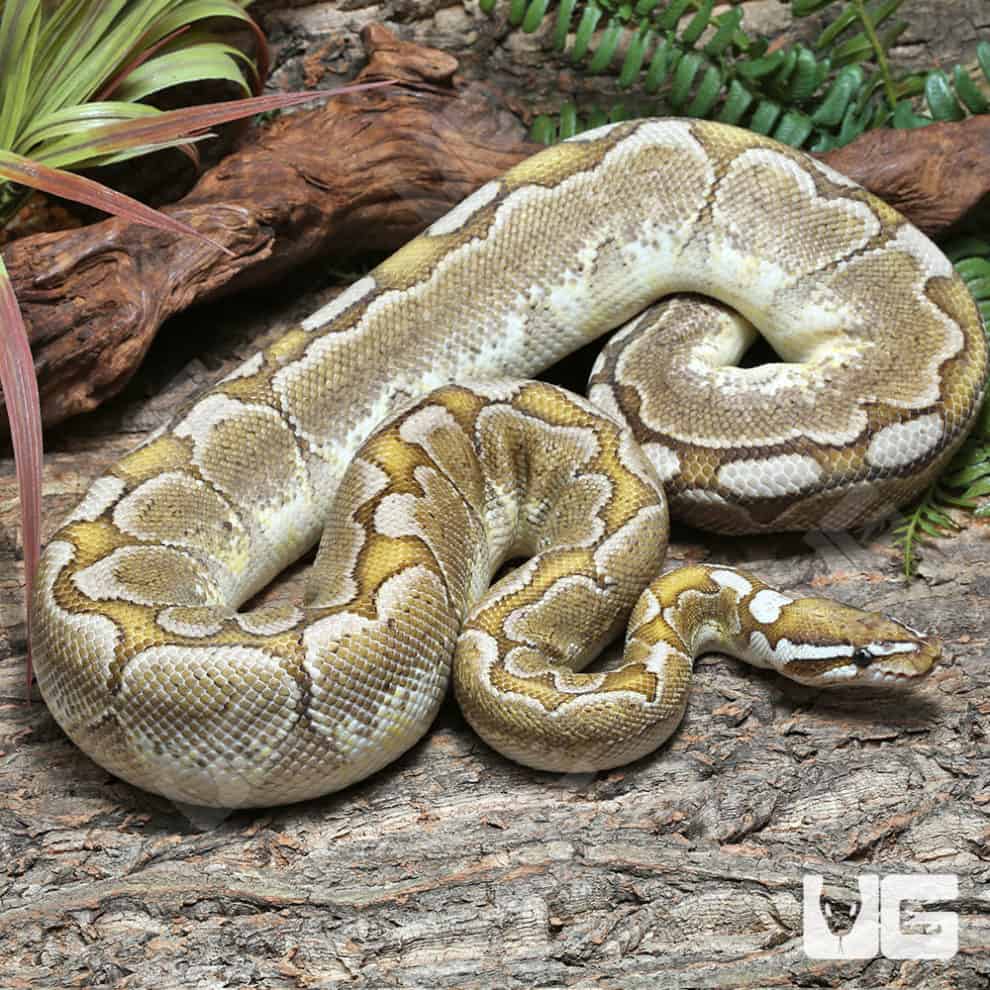 2018 Lavender Albino Spider Ball Python For Sale - Underground Reptiles