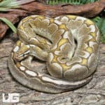 Adult Male Bamboo VPI Axanthic Ball Python #J68(Python regius) For Sale - Underground Reptiles