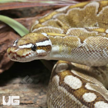 Adult Male Bamboo VPI Axanthic Ball Python #J68(Python regius) For Sale - Underground Reptiles
