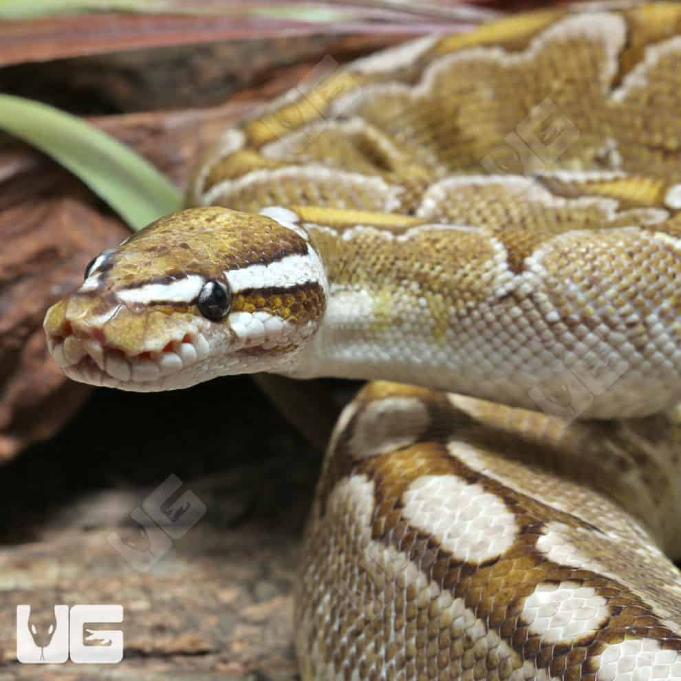 2018 Lavender Albino Spider Ball Python For Sale - Underground Reptiles