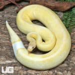 Adult Male Banana OD Enchi YB Champagne Pied 50% Het Hypo Ball Python #J77 (Python regius) For Sale - Underground Reptiles