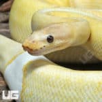 Adult Male Banana OD Enchi YB Champagne Pied 50% Het Hypo Ball Python #J77 (Python regius) For Sale - Underground Reptiles