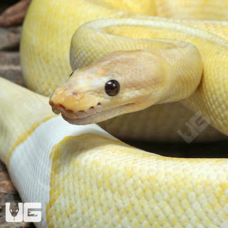Adult Male Banana OD Enchi YB Champagne Pied 50% Het Hypo Ball Python #J77 (Python regius) For Sale - Underground Reptiles
