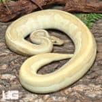 Adult Male Banana OD YB Leopard Lesser Het Pied Ball Python #J76 (Python regius) For Sale - Underground Reptiles