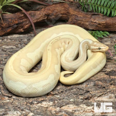 Adult Male Banana OD YB Leopard Lesser Het Pied Ball Python #J76 (Python regius) For Sale - Underground Reptiles