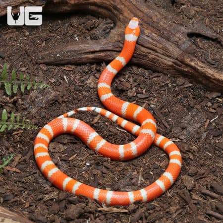 Baby Albino Het Anery Hypo Honduran Milksnakes (Lampropeltis triangulum hondurensis) For Sale - Underground Reptiles