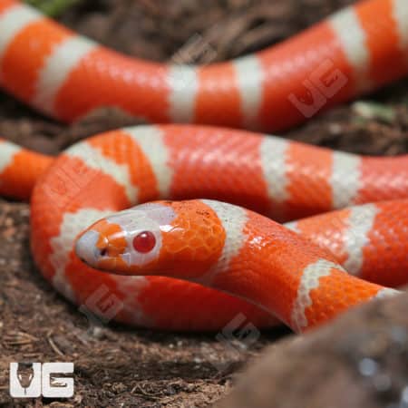 Baby Albino Het Anery Hypo Honduran Milksnakes (Lampropeltis triangulum hondurensis) For Sale - Underground Reptiles