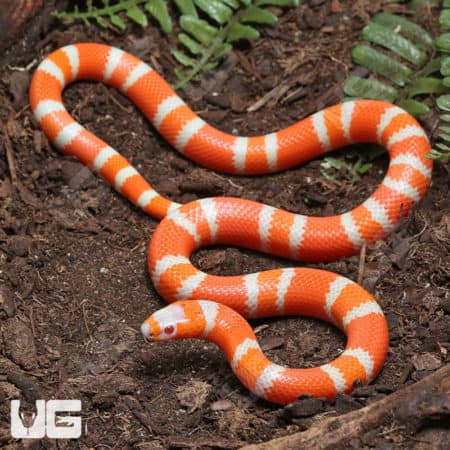 Baby Albino Het Anery Hypo Honduran Milksnakes (Lampropeltis triangulum hondurensis) For Sale - Underground Reptiles