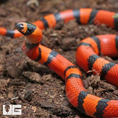 Baby Het Pearl Honduran Milksnakes (Lampropeltis triangulum hondurensis) for sale