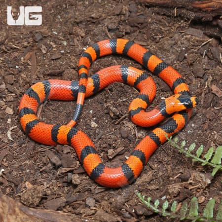 Baby Het Pearl Honduran Milksnakes (Lampropeltis triangulum hondurensis) for sale