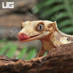 Juvenile Lilly White Crested Gecko (Correlophus ciliatus) For Sale - Underground Reptiles