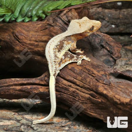 Juvenile Lilly White Crested Gecko (Correlophus ciliatus) For Sale - Underground Reptiles