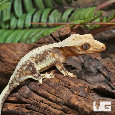 Juvenile Lilly White Crested Gecko (Correlophus ciliatus) For Sale - Underground Reptiles