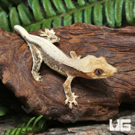 Juvenile Lilly White Crested Gecko (Correlophus ciliatus) for sale