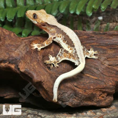 Juvenile Lilly White Crested Gecko (Correlophus ciliatus) for sale