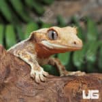Juvenile Lilly White Crested Gecko (Correlophus ciliatus) for sale