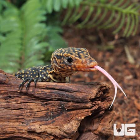 Baby Yellow Quince Monitors (Varanus melinus) For Sale - Underground Reptiles
