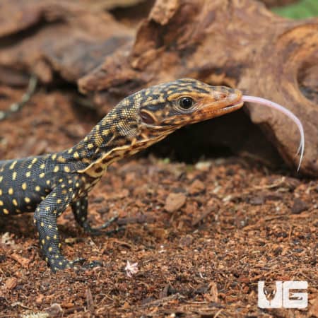 Baby Yellow Quince Monitors (Varanus melinus) For Sale - Underground Reptiles