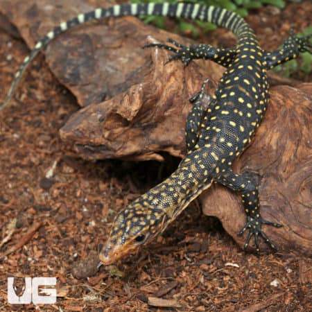 Baby Yellow Quince Monitors (Varanus melinus) For Sale - Underground Reptiles