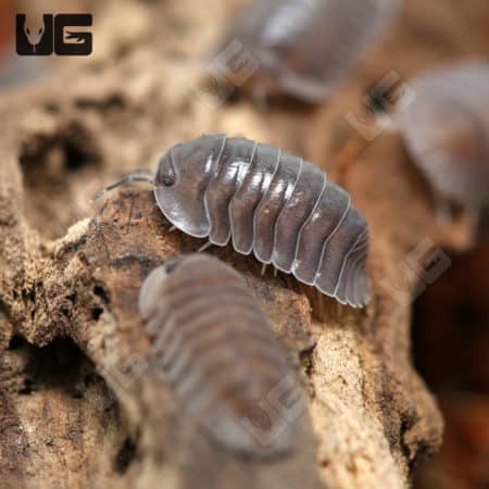 Close-up of Black Angel Isopods on wood substrate.