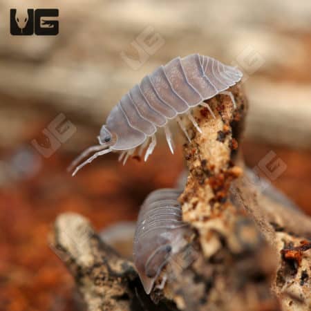 Close-up of Black Angel Isopods on soil and wood in their natural environment.