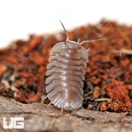 Close-up of a Black Angel Isopod on soil, showcasing detailed exoskeleton.