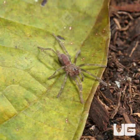 Borneo Neon Blue Leg Tarantulas (birupes simoroxigorum) for sale
