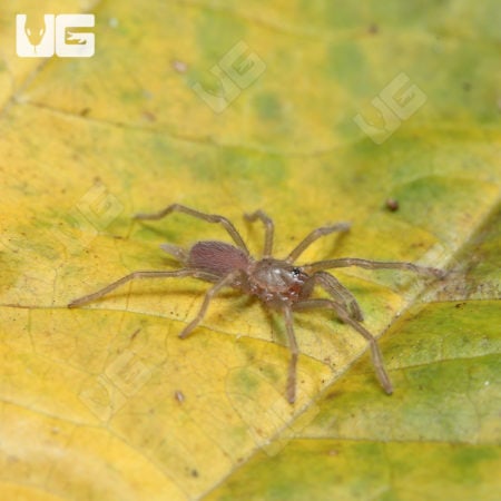 Borneo Neon Blue Leg Tarantulas (birupes simoroxigorum) for sale