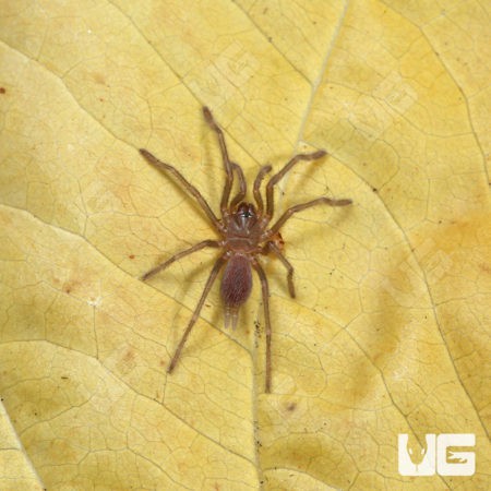 Borneo Neon Blue Leg Tarantulas (birupes simoroxigorum) for sale